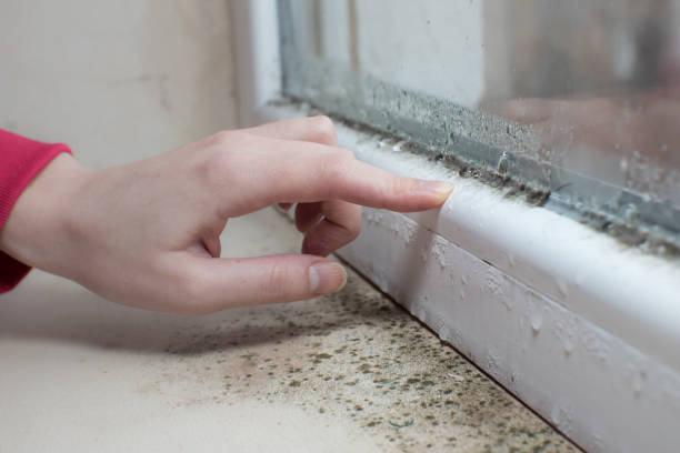 Best Industrial Mold Remediation  in Fillmore, CA